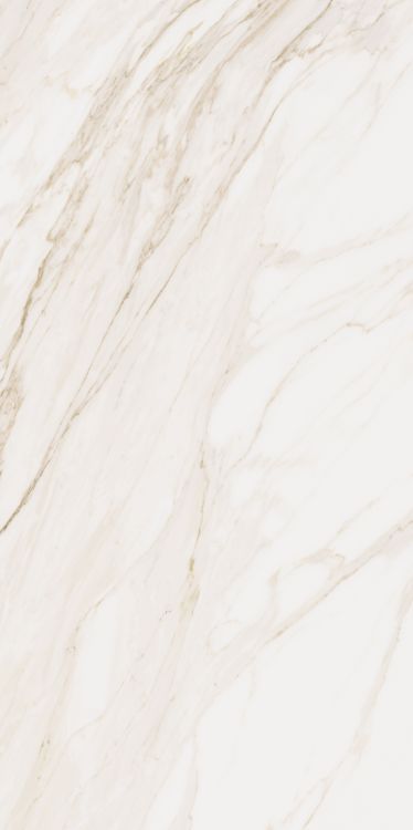 Omnia Calacatta Matte 24 x 48